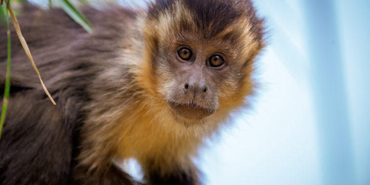 Dica de saúde: mitos e verdades sobre a Varíola do Macaco