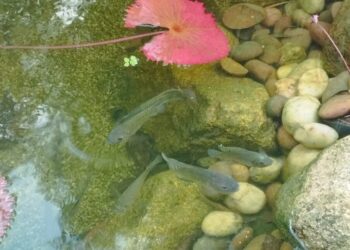 Recriando a natureza: lago artificial Yoshiharu Otsuka