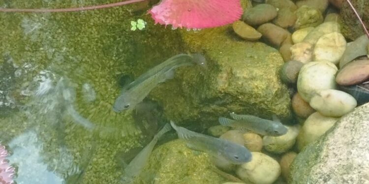 Recriando a natureza: lago artificial Yoshiharu Otsuka