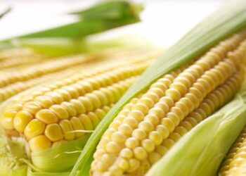 Conheça todos os benefícios do milho para a sua saúde!