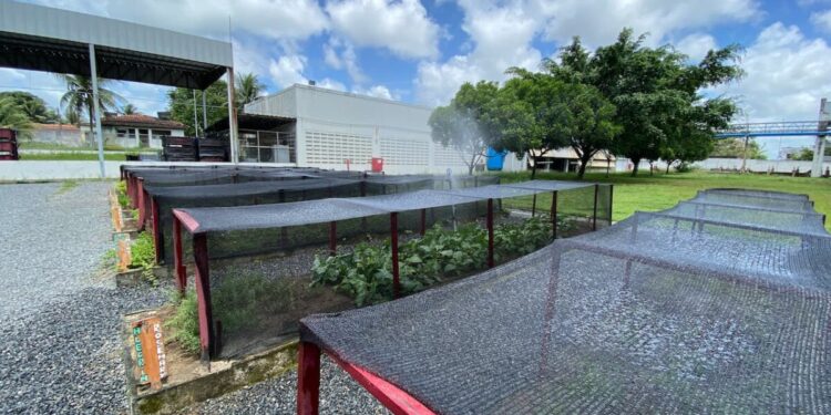 Colaboradores da MSB recebem hortaliças frescas como incentivo à saúde