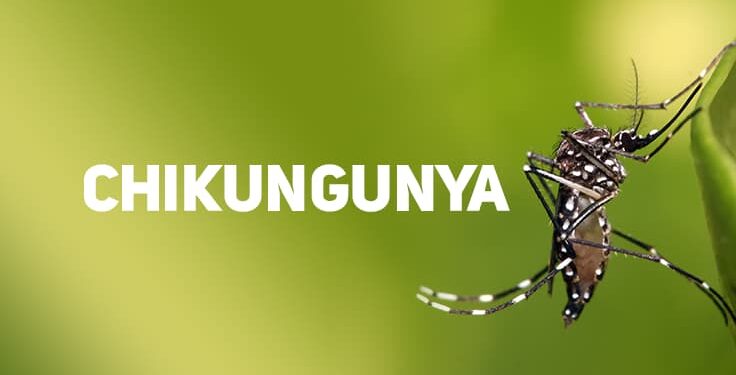 Musashi do Brasil Adota Medidas Contra a Febre Chikungunya